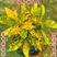 黄金树盆栽晒金珊瑚客厅植物花卉绿植除甲醛招财树四季易活