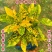 黄金树盆栽晒金珊瑚客厅植物花卉绿植除甲醛招财树四季易活