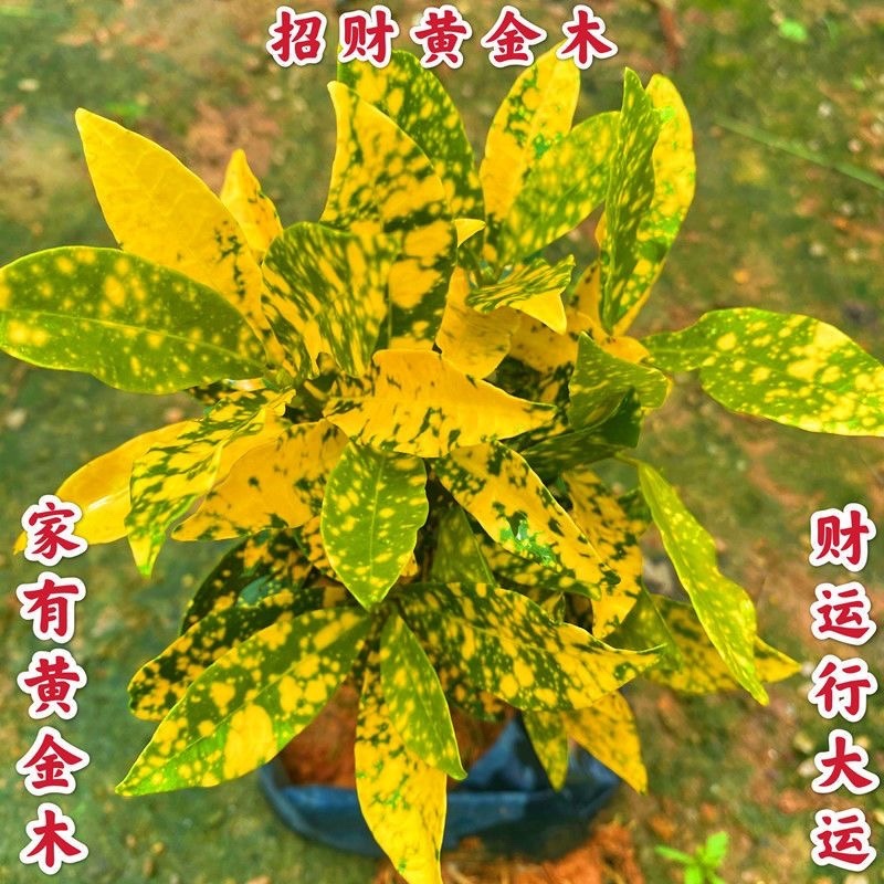 黄金树盆栽晒金珊瑚客厅植物花卉绿植除甲醛招财树四季易活
