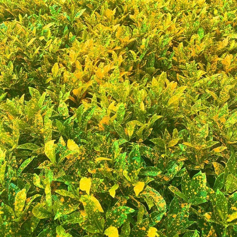 黄金树盆栽晒金珊瑚客厅植物花卉绿植除甲醛招财树四季易活
