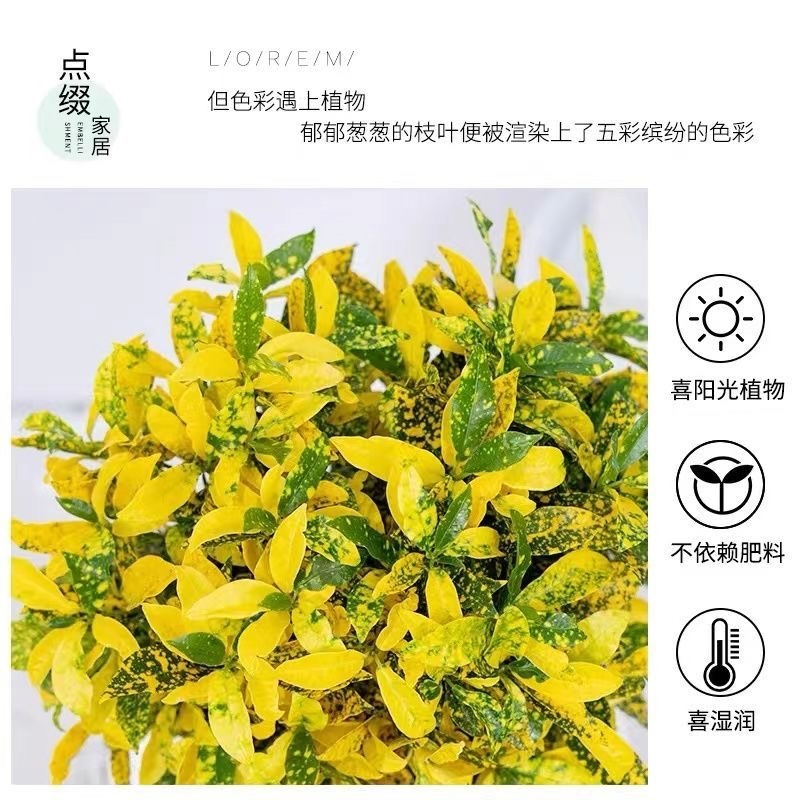 黄金树盆栽晒金珊瑚客厅植物花卉绿植除甲醛招财树四季易活