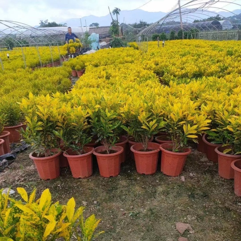 黄金树盆栽晒金珊瑚客厅植物花卉绿植除甲醛招财树四季易活