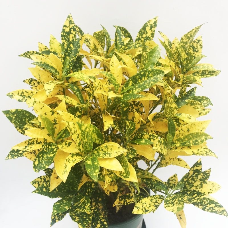 黄金树盆栽晒金珊瑚客厅植物花卉绿植除甲醛招财树四季易活