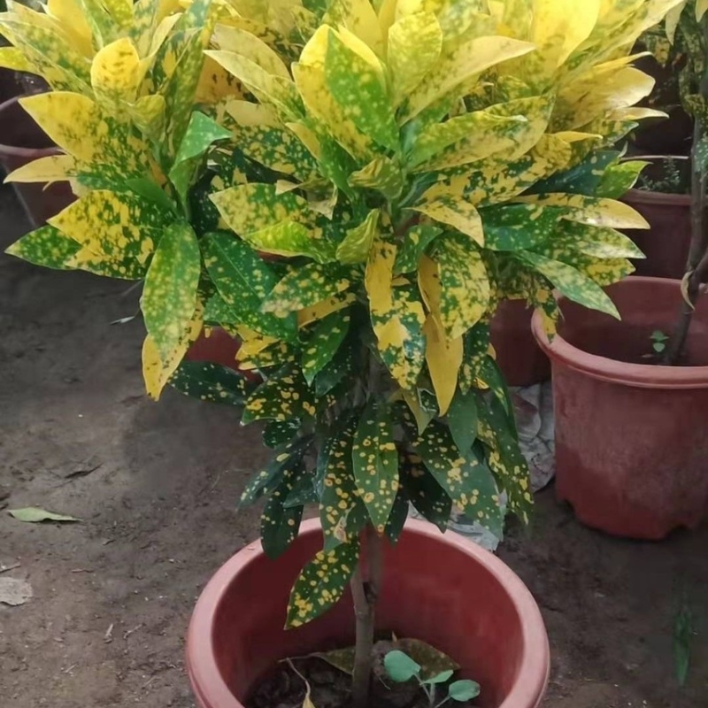 黄金树盆栽晒金珊瑚客厅植物花卉绿植除甲醛招财树四季易活