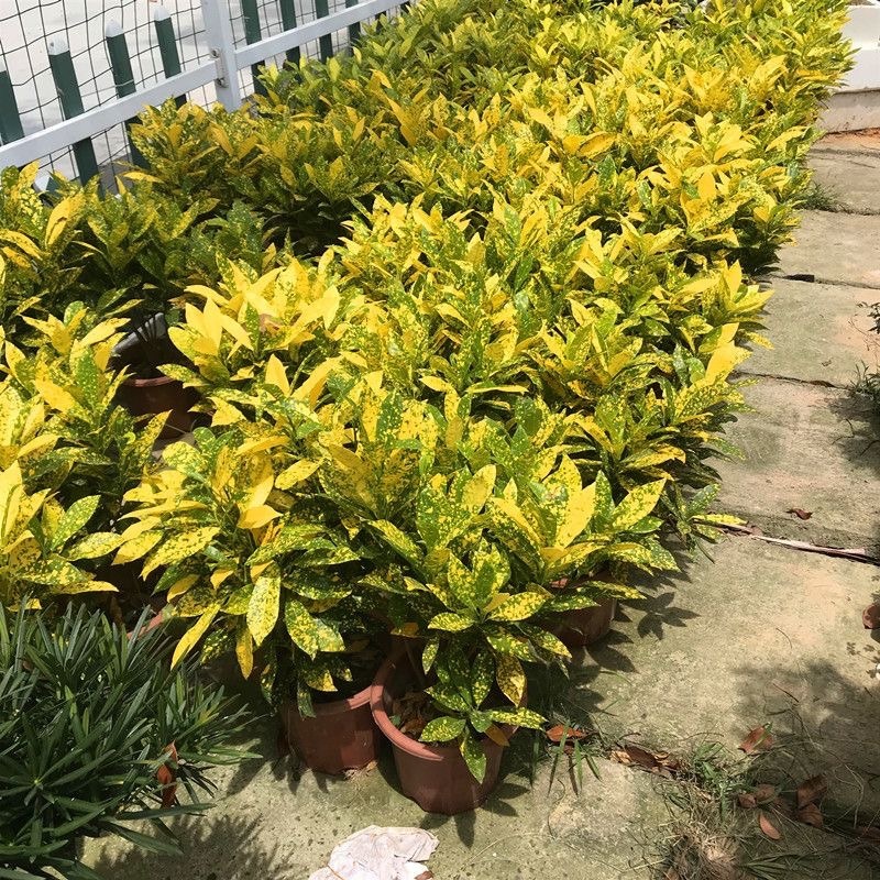 黄金树盆栽晒金珊瑚客厅植物花卉绿植除甲醛招财树四季易活