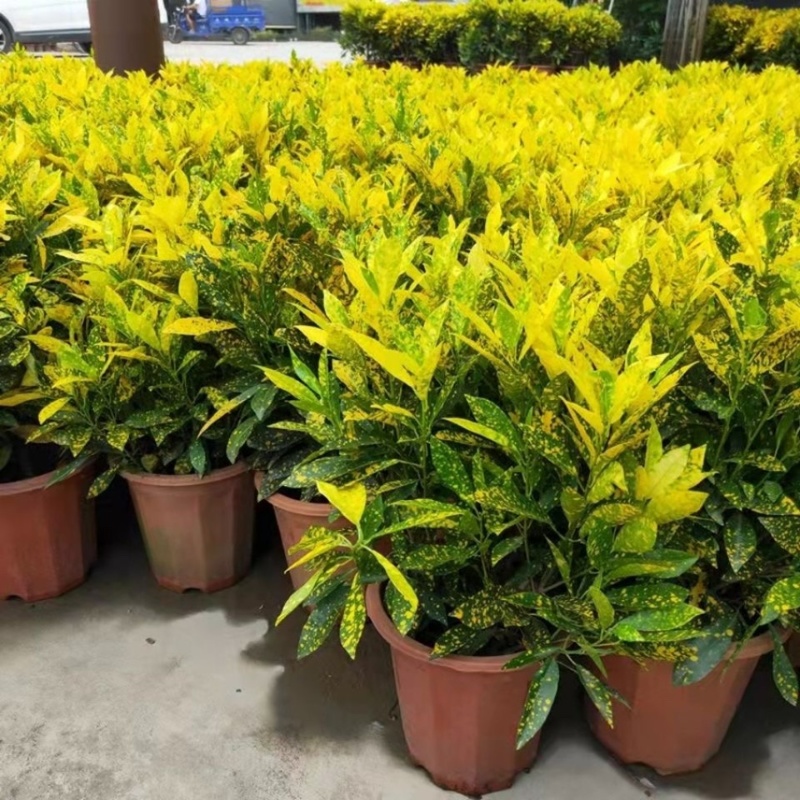 黄金树盆栽晒金珊瑚客厅植物花卉绿植除甲醛招财树四季易活