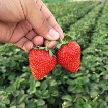宁玉草莓苗品种介绍，隋珠草莓苗越秀草莓苗报价