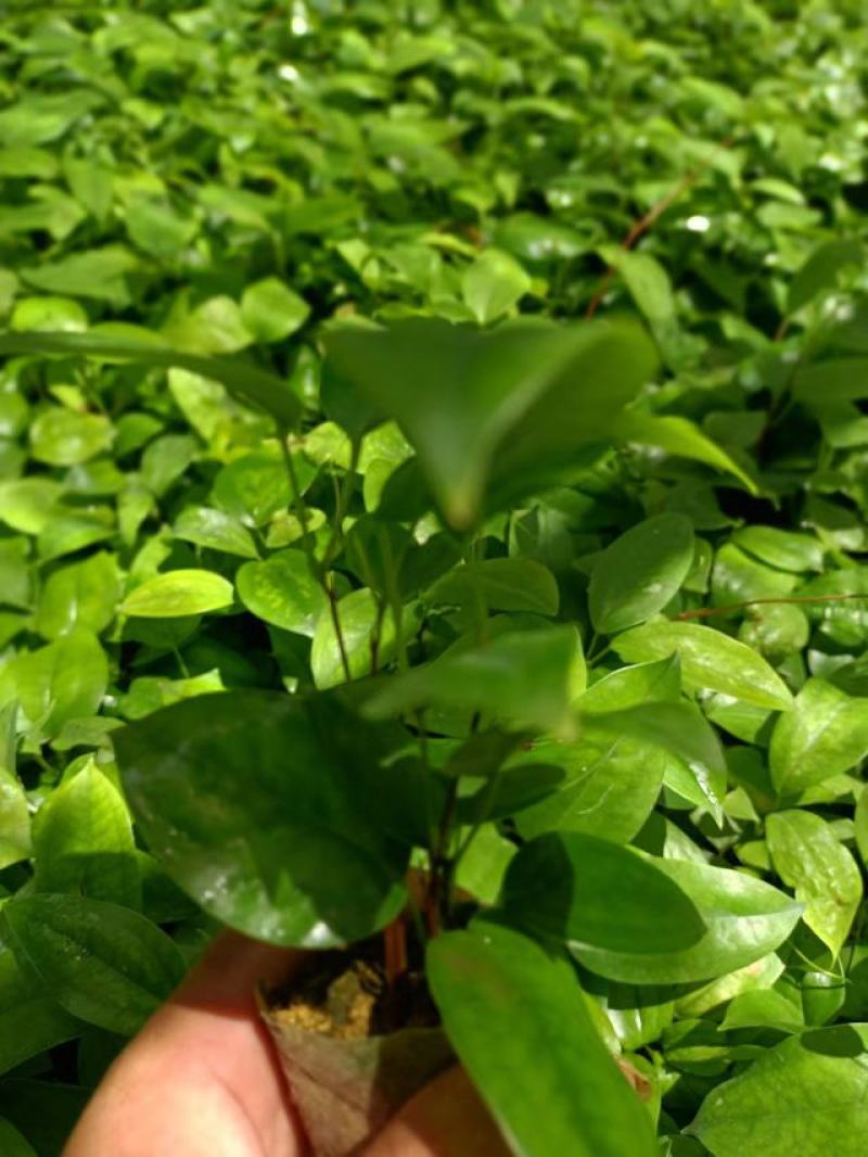 土茯苓种苗营养杯苗，自产自销苗品良好质量三包欢迎选购