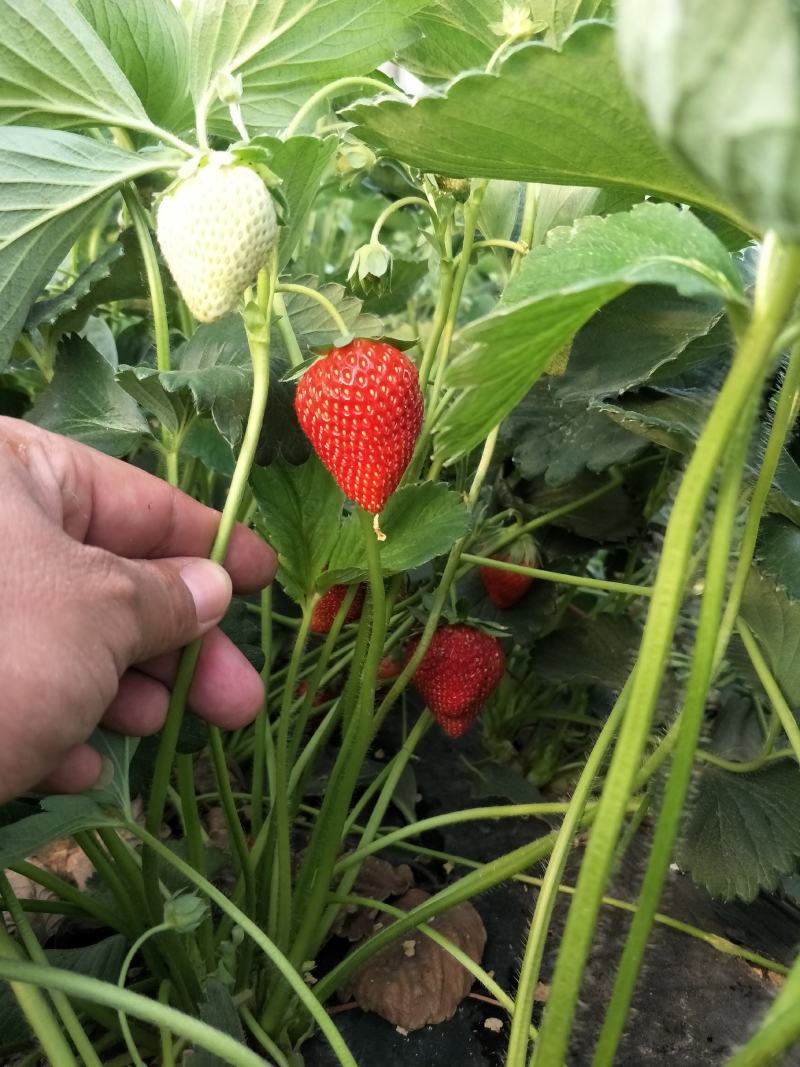 宁玉草莓苗品种介绍，隋珠草莓苗越秀草莓苗报价