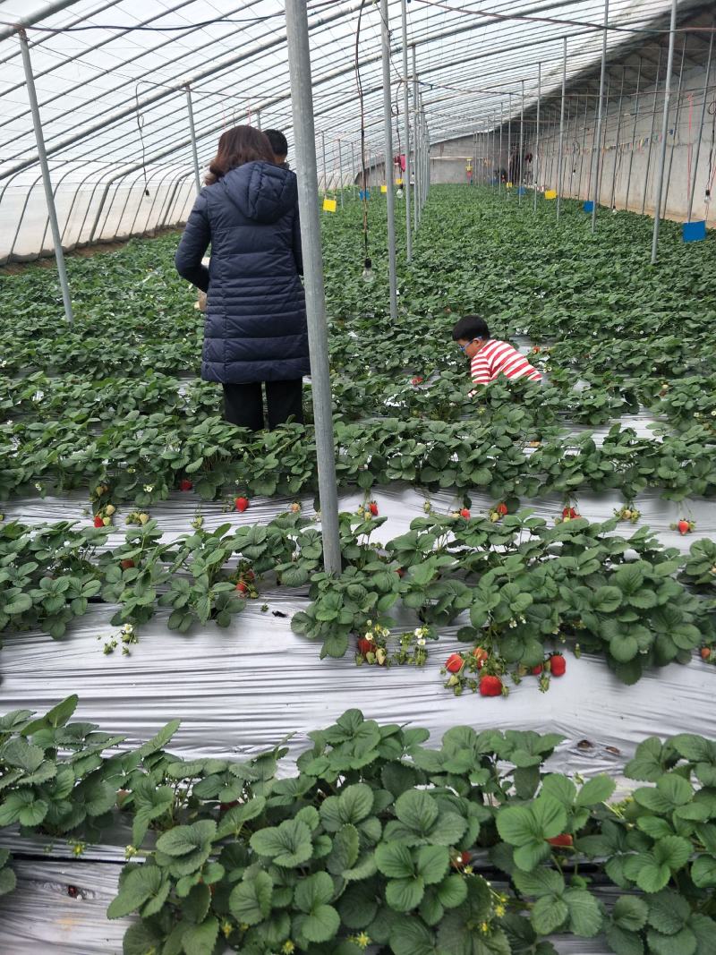 宁玉草莓苗品种介绍，隋珠草莓苗越秀草莓苗报价