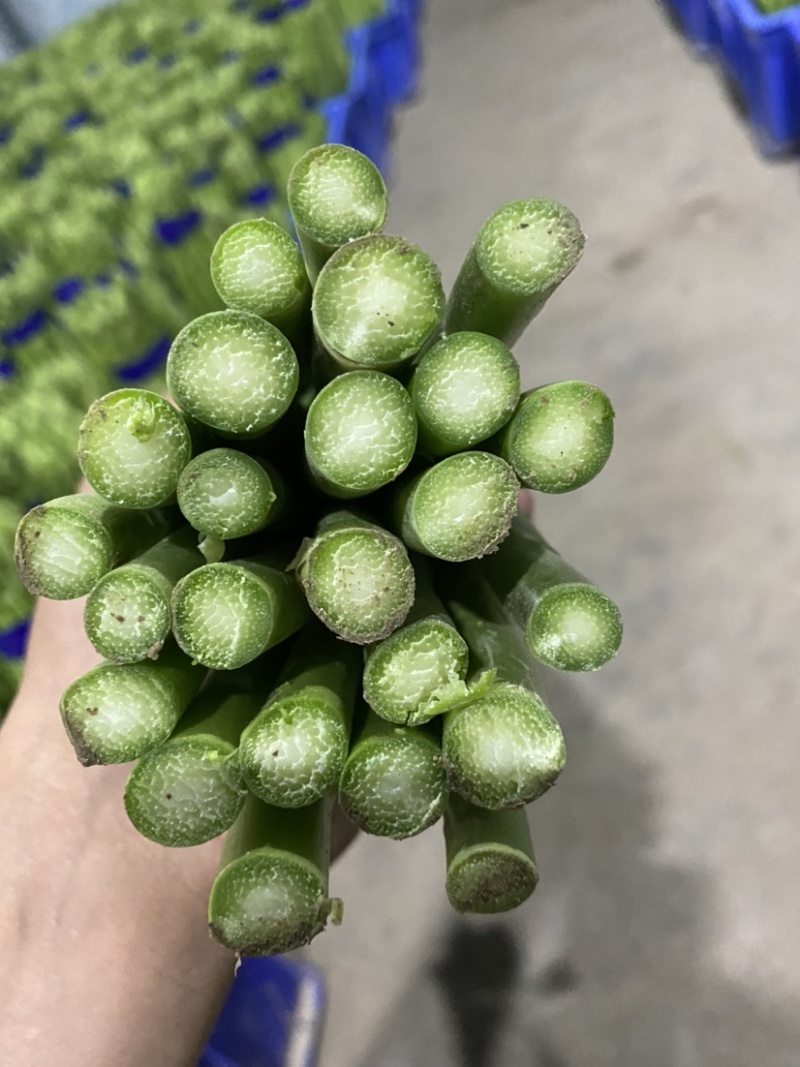 好品质值得信赖，基地直供欢迎选购
