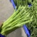 好品质值得信赖，基地直供欢迎选购
