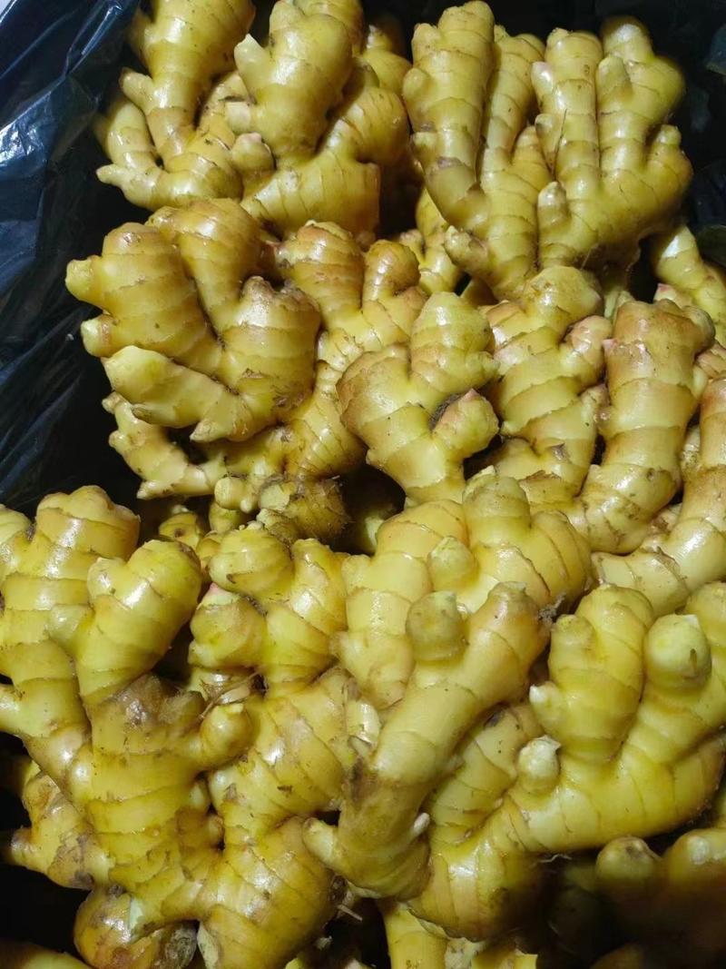 产地大黄姜，小黄姜姜种产地批发，代存生姜全国发货保质保量