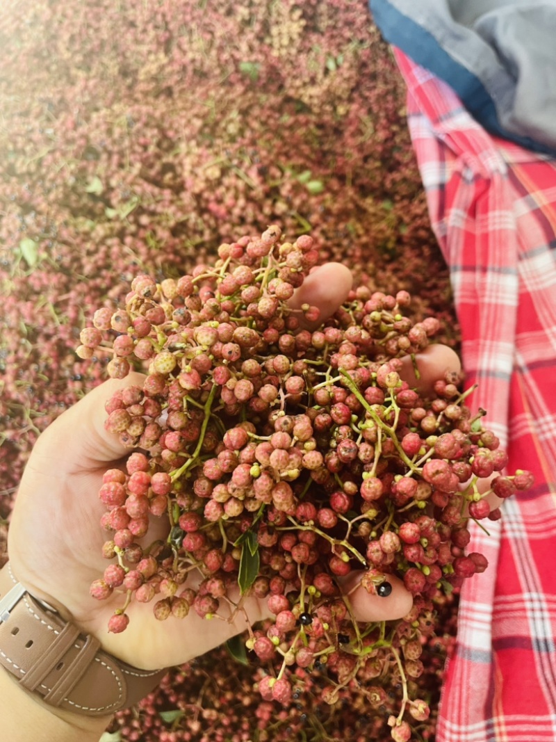 陕西鲜花椒大红袍产地供应质量保证货源稳定