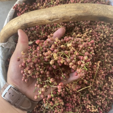 陕西鲜花椒大红袍产地供应质量保证货源稳定