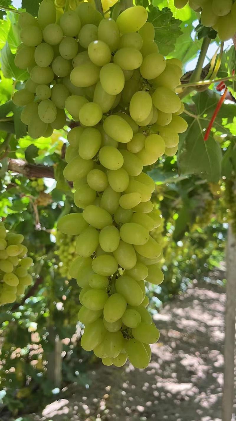 新疆吐鲁番无核白葡萄