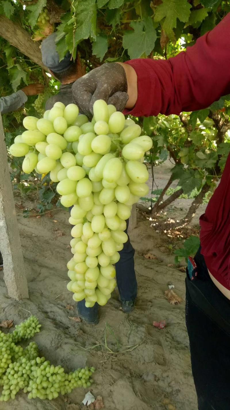 新疆吐鲁番无核白葡萄