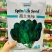 荷兰先锋菠菜种子国外引进优良菠菜种籽耐热耐寒性好