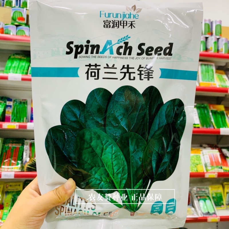 荷兰先锋菠菜种子国外引进优良菠菜种籽耐热耐寒性好