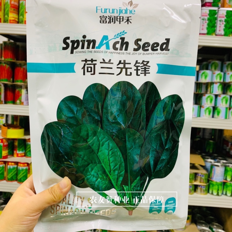 荷兰先锋菠菜种子国外引进优良菠菜种籽耐热耐寒性好