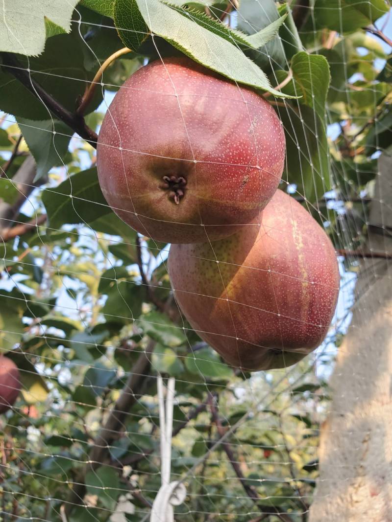 彩虹梨