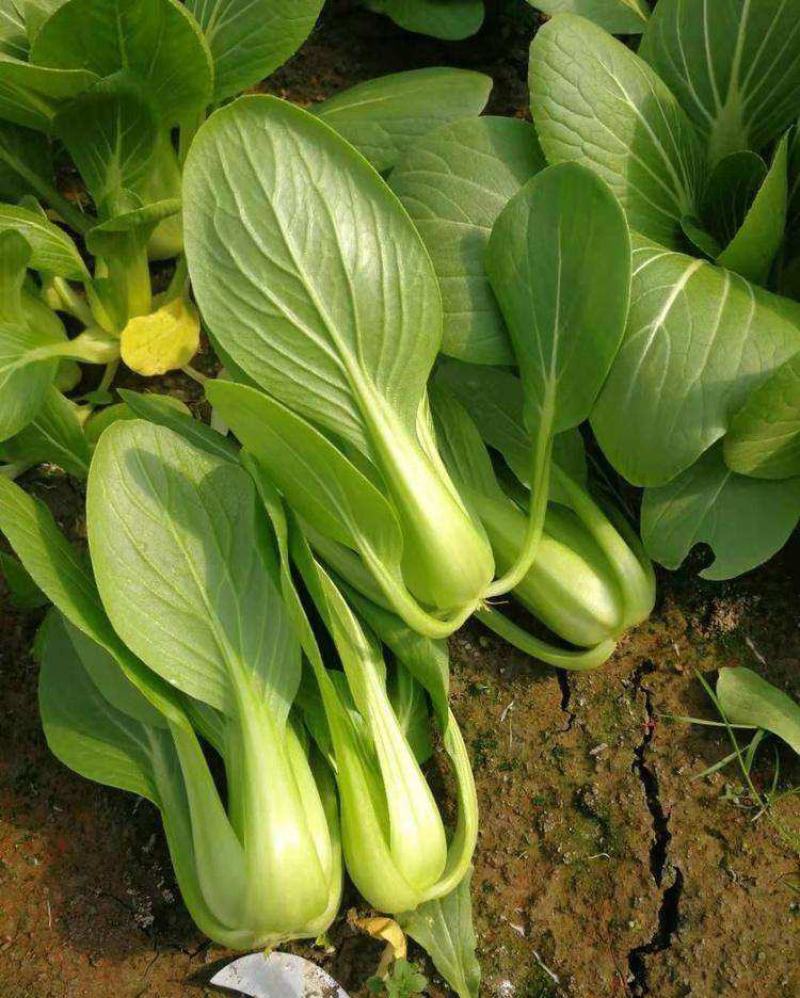 德高美丽华青梗菜种子春夏秋菜籽优质早熟一代杂交种