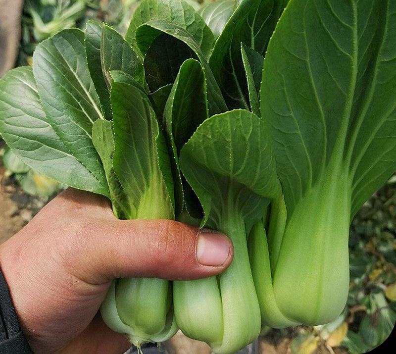 德高美丽华青梗菜种子春夏秋菜籽优质早熟一代杂交种