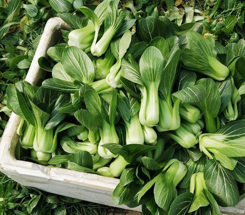 德高美丽华青梗菜种子春夏秋菜籽优质早熟一代杂交种