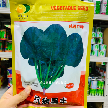 抗病黑丰菠菜种子纯进口种杂交一代黑叶菠菜种籽直立性好