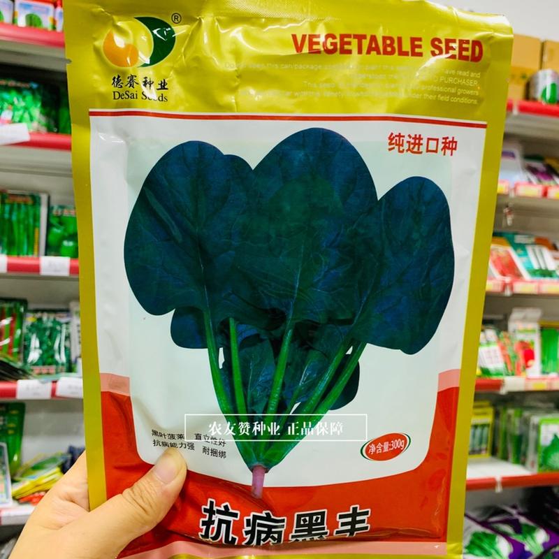 抗病黑丰菠菜种子纯进口种杂交一代黑叶菠菜种籽直立性好