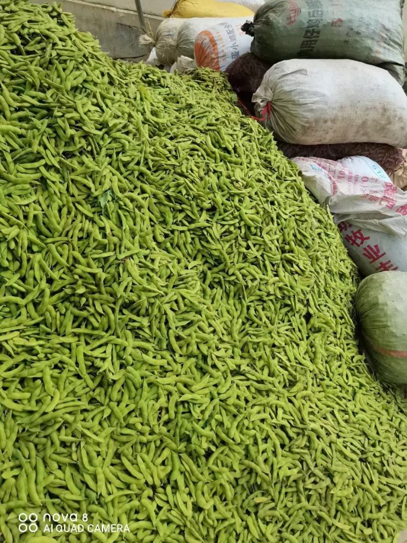 毛豆基地一手货源超市市场电商全国发货需要的老板提前联系