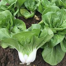 白里挑一矮脚白菜种籽高产早熟耐热耐寒夏季阳台蔬菜种