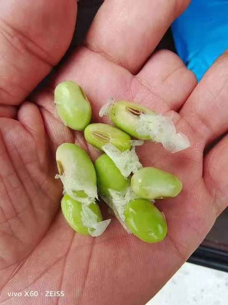 毛豆基地一手货源超市市场电商全国发货需要的老板提前联系