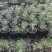 金边瑞香，金边瑞香小苗，瑞香，金边瑞香基地