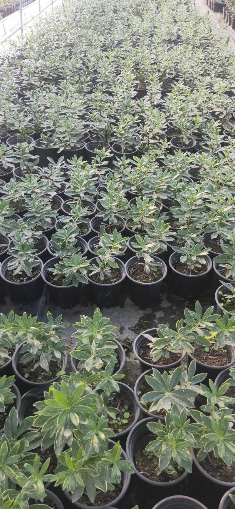 金边瑞香，金边瑞香小苗，瑞香，金边瑞香基地