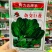 杂交巨菠菠菜种子大叶肥厚浓绿抗病菠菜种子根部红色