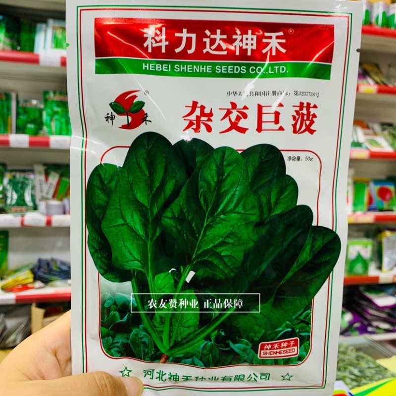 杂交巨菠菠菜种子大叶肥厚浓绿抗病菠菜种子根部红色