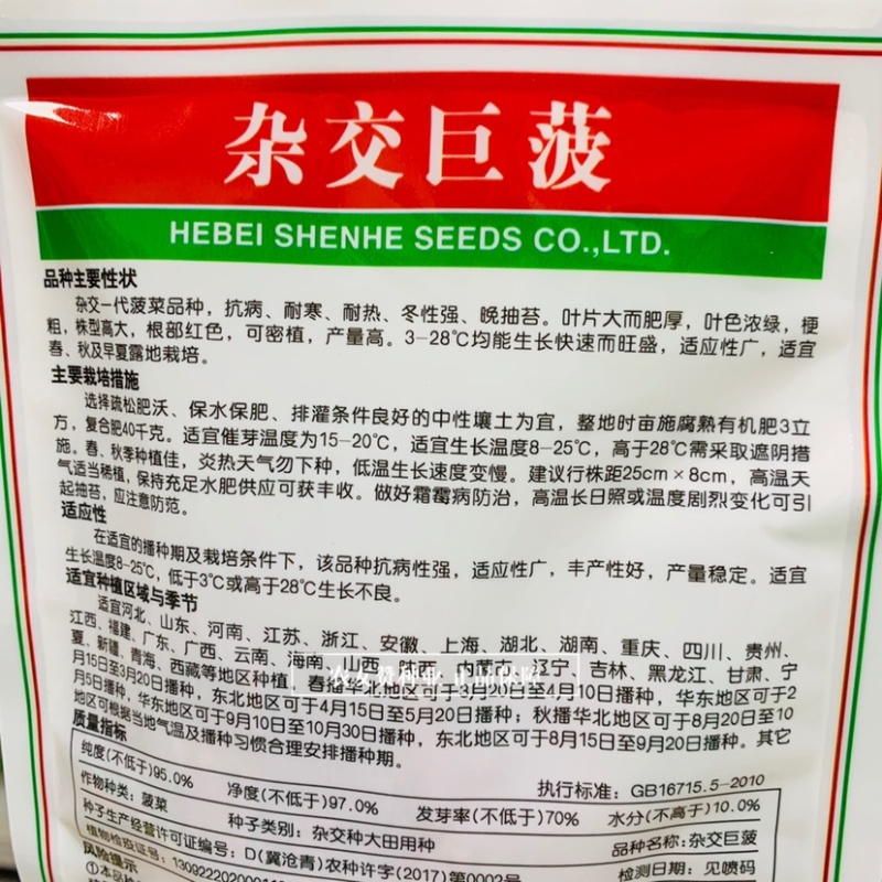 杂交巨菠菠菜种子大叶肥厚浓绿抗病菠菜种子根部红色