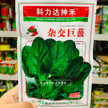 杂交巨菠菠菜种子大叶肥厚浓绿抗病菠菜种子根部红色