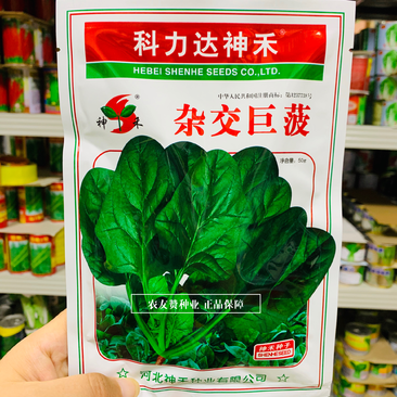 杂交巨菠菠菜种子大叶肥厚浓绿抗病菠菜种子根部红色