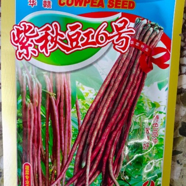 紫秋六号高产优质种子