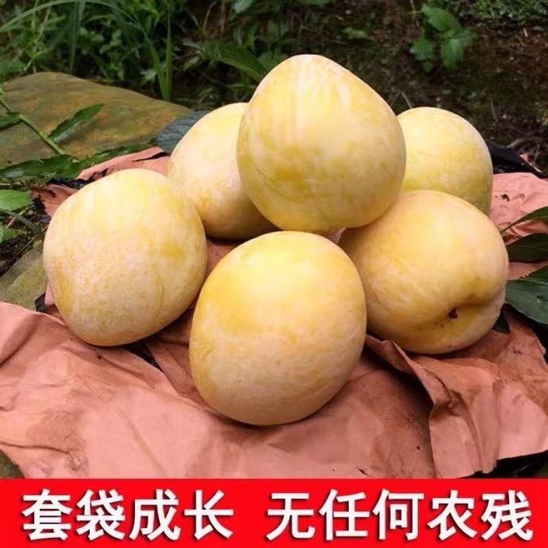 奈李苗黄金奈李苗桃形李苗自产自销现挖现苗更新鲜