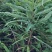 油甘果苗，余甘果苗大量现苗，也需要种植的老板赶紧下单