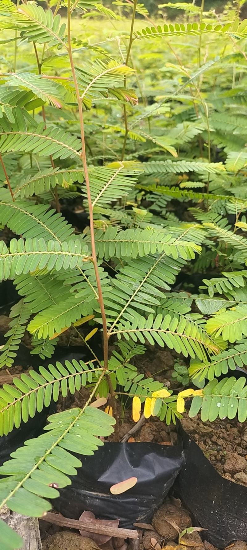 油甘果苗，余甘果苗大量现苗，也需要种植的老板赶紧下单