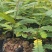 油甘果苗，余甘果苗大量现苗，也需要种植的老板赶紧下单