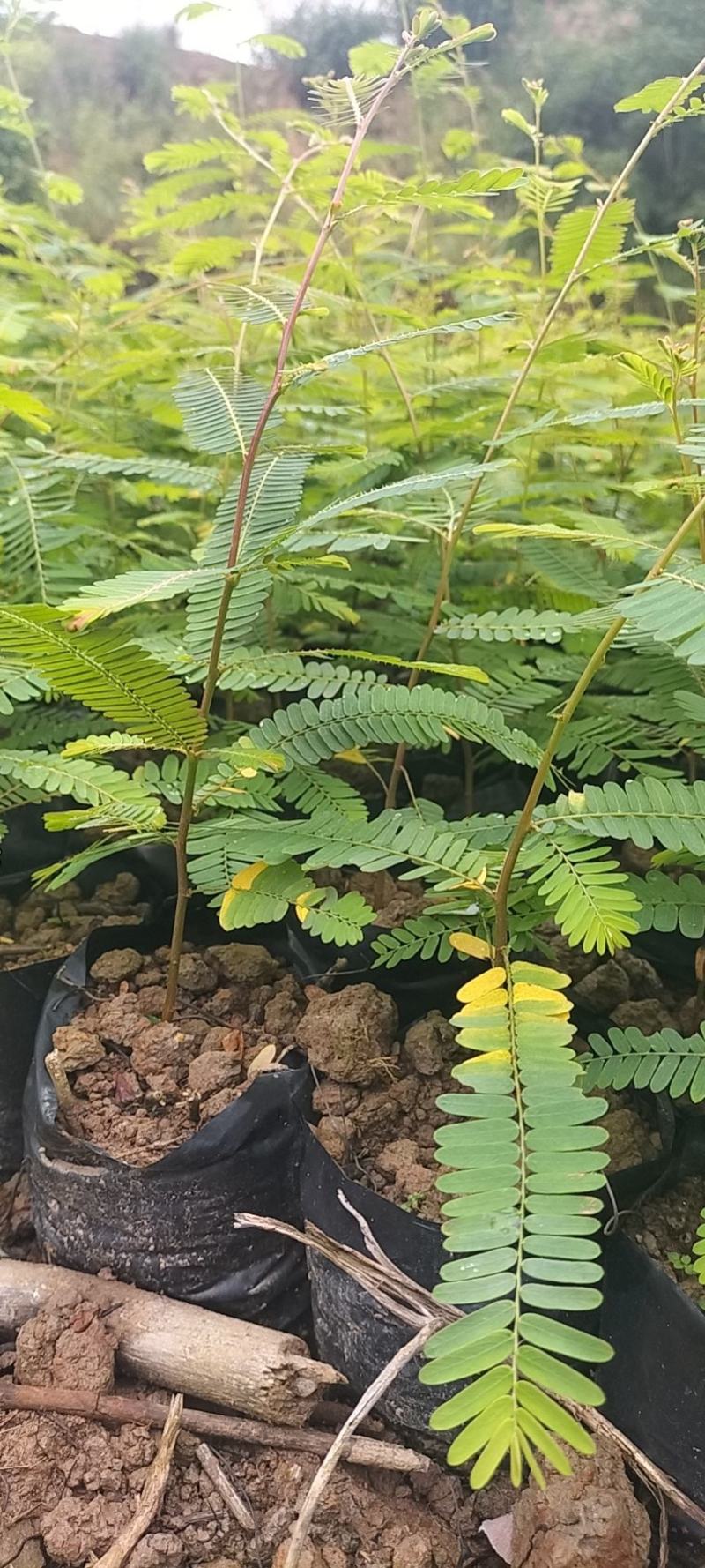油甘果苗，余甘果苗大量现苗，也需要种植的老板赶紧下单