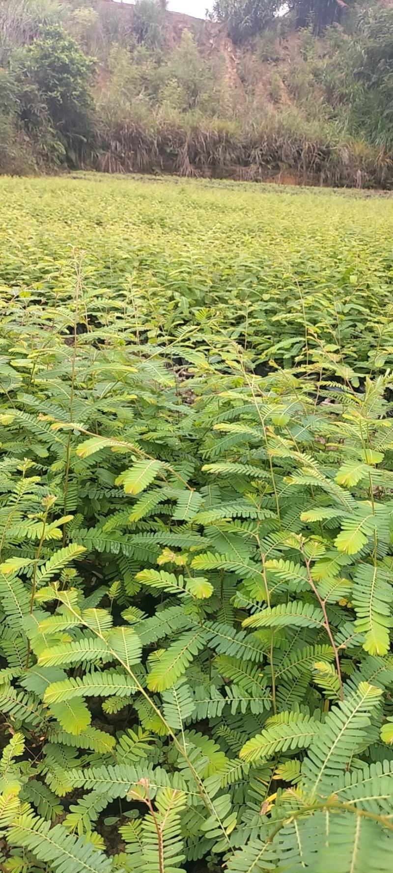 油甘果苗，余甘果苗大量现苗，也需要种植的老板赶紧下单