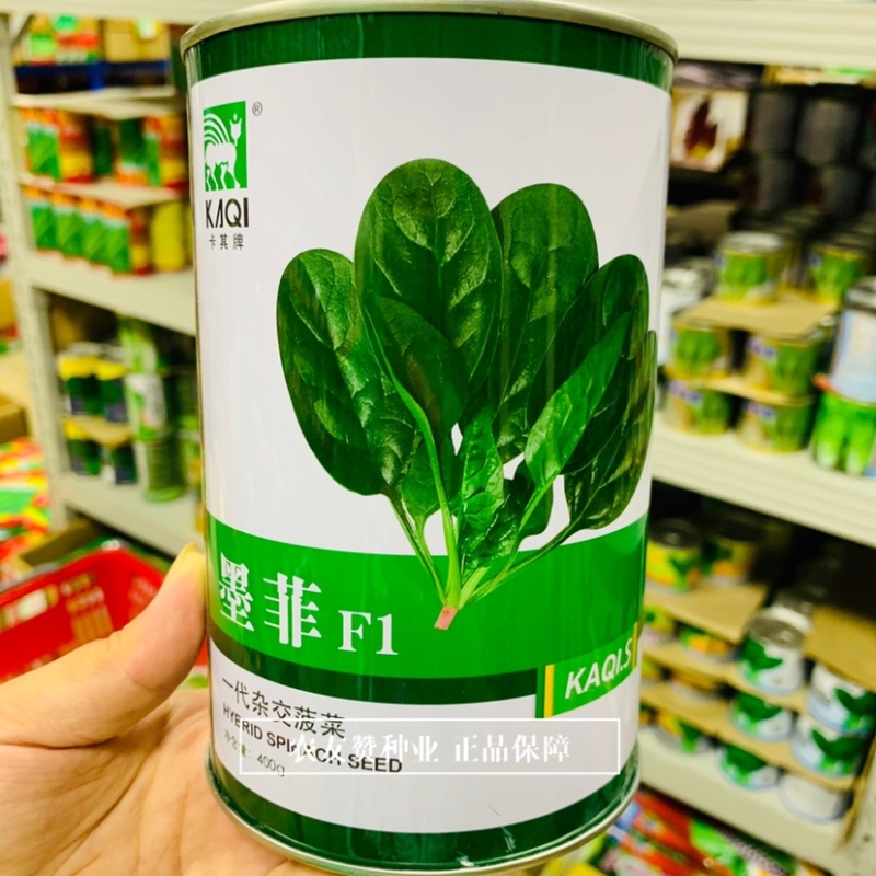 卡其墨菲一代杂交菠菜种子叶片墨绿无涩味耐寒耐热菠菜种子