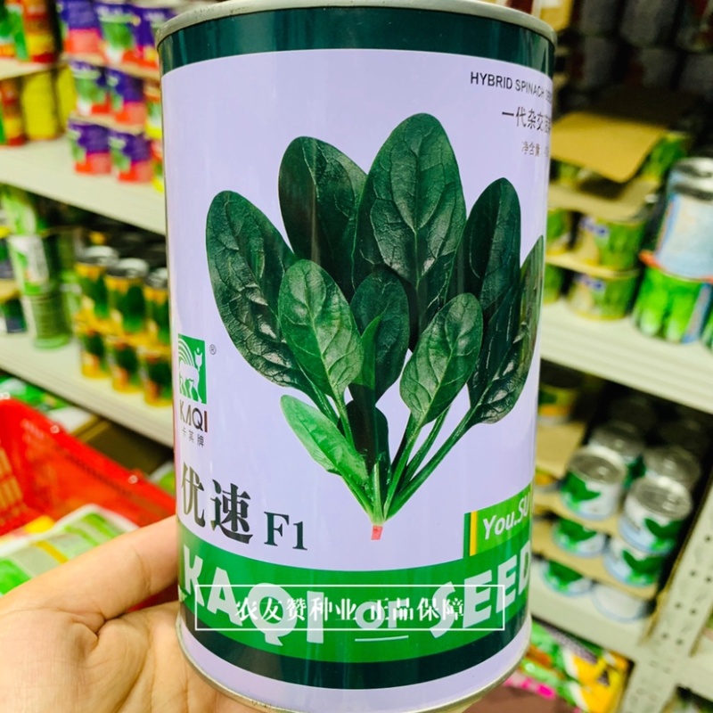 卡其优速杂交一代菠菜种子柔韧性好易捆扎，叶甜质嫩