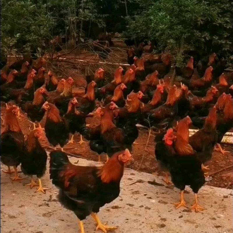 长期大量出售7两—5斤多的山林放养清远麻阉鸡